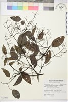 柱果鐵線蓮藏品圖，第1張