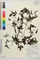 田村氏鐵線蓮藏品圖，第1張