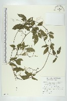 絞股藍藏品圖，第1張