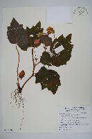 裂葉秋海棠藏品圖，第1張