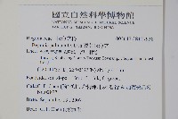 裂葉秋海棠藏品圖，第2張