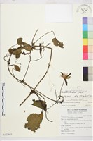 田代氏鐵線蓮藏品圖，第1張