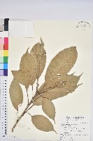 大葉石櫟、大葉校栗藏品圖，第1張