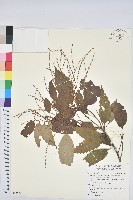 臺灣苦櫧藏品圖，第1張