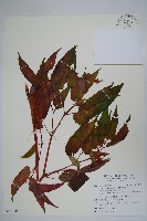 臺灣秋海棠藏品圖，第1張