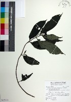 台北玉葉金花藏品圖，第1張