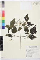 串鼻龍藏品圖，第1張