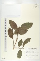 山紅柿藏品圖，第1張