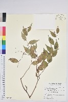 白珠樹藏品圖，第1張