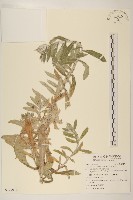 紅面番藏品圖，第1張