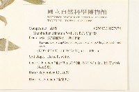 紅面番藏品圖，第2張