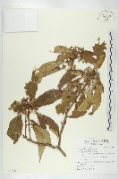 猴歡喜藏品圖，第1張