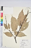 短尾葉石櫟、嶺南柯`東南石櫟藏品圖，第1張