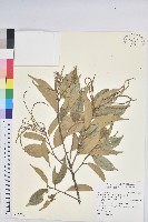 星刺栲、羅浮錐藏品圖，第1張