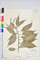 菱果石櫟藏品圖，第1張