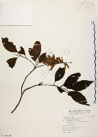 黃杞藏品圖，第1張