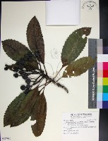 山枇杷、臺灣枇杷藏品圖，第1張