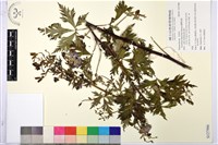 臺灣烏頭藏品圖，第1張