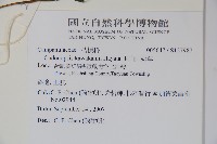 玉山山奶草藏品圖，第2張