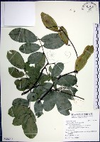 疏花魚藤藏品圖，第1張