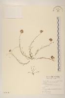 細葉鼠麴草藏品圖，第1張