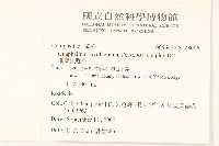 細葉鼠麴草藏品圖，第2張