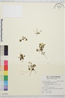 鹿場毛茛藏品圖，第1張