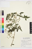 梨山小蓑衣藤藏品圖，第1張