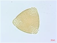 細葉木藍藏品圖，第1張