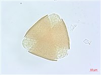 細葉木藍藏品圖，第2張