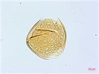 細葉木藍藏品圖，第3張