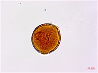 小葉括根藏品圖，第2張