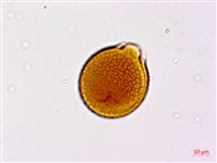 小葉括根藏品圖，第3張