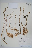 登錄號:S128020藏品圖，第1張