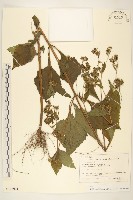 登錄號:S128021藏品圖，第1張