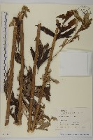 登錄號:S128030藏品圖，第1張