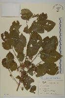 登錄號:S128032藏品圖，第1張