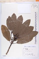 交讓木、臺灣虎皮楠、膜葉虎皮楠藏品圖，第1張