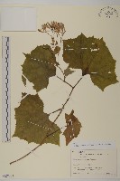 登錄號:S128034藏品圖，第1張