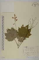 登錄號:S128042藏品圖，第1張