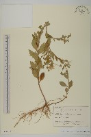 登錄號:S128046藏品圖，第1張