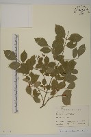 齒毛衛矛藏品圖，第1張