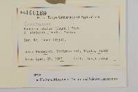 齒毛衛矛藏品圖，第2張