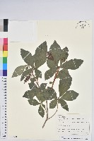 登錄號:S128048藏品圖，第1張