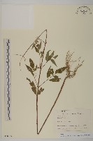 大狼把草藏品圖，第1張