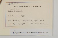 大狼把草藏品圖，第2張