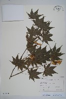 登錄號:S128059藏品圖，第1張