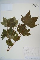 雞樹條莢迷藏品圖，第1張