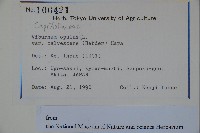 雞樹條莢迷藏品圖，第2張