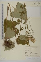 東鳳菜藏品圖，第1張